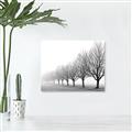 Picture of Lined Up Trees _GroupedProduct_Rectangle_Landscape_Photography _GroupedProduct_Rectangle_Landscape_Canvas_
