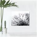 Picture of Dandilion bliss _GroupedProduct_Rectangle_Landscape_Photography _GroupedProduct_Rectangle_Landscape_Canvas_