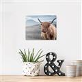 Picture of Furry highland cow _GroupedProduct_Rectangle_Landscape_Photography _GroupedProduct_Rectangle_Landscape_Canvas_