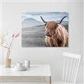 Picture of Furry highland cow _GroupedProduct_Rectangle_Landscape_Photography _GroupedProduct_Rectangle_Landscape_Canvas_