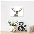 Picture of Deer Antler _GroupedProduct_Rectangle_Landscape_Photography _GroupedProduct_Rectangle_Landscape_Canvas_