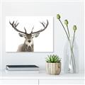Picture of Deer Antler _GroupedProduct_Rectangle_Landscape_Photography _GroupedProduct_Rectangle_Landscape_Canvas_