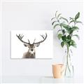 Picture of Deer Antler _GroupedProduct_Rectangle_Landscape_Photography _GroupedProduct_Rectangle_Landscape_Canvas_