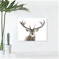 Picture of Deer Antler _GroupedProduct_Rectangle_Landscape_Photography _GroupedProduct_Rectangle_Landscape_Canvas_