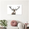 Picture of Deer Antler _GroupedProduct_Rectangle_Landscape_Photography _GroupedProduct_Rectangle_Landscape_Canvas_