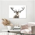 Picture of Deer Antler _GroupedProduct_Rectangle_Landscape_Photography _GroupedProduct_Rectangle_Landscape_Canvas_