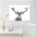Picture of Deer Antler _GroupedProduct_Rectangle_Landscape_Photography _GroupedProduct_Rectangle_Landscape_Canvas_