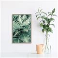 Picture of Green Ferns _GroupedProduct_Rectangle_Portrait_Photography _GroupedProduct_Rectangle_Portrait_Canvas_Framed_