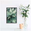 Picture of Green Ferns _GroupedProduct_Rectangle_Portrait_Photography _GroupedProduct_Rectangle_Portrait_Canvas_Framed_