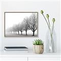 Picture of Lined Up Trees _GroupedProduct_Rectangle_Landscape_Photography _GroupedProduct_Rectangle_Landscape_Canvas_Framed_