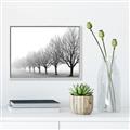 Picture of Lined Up Trees _GroupedProduct_Rectangle_Landscape_Photography _GroupedProduct_Rectangle_Landscape_Canvas_Framed_