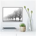 Picture of Lined Up Trees _GroupedProduct_Rectangle_Landscape_Photography _GroupedProduct_Rectangle_Landscape_Canvas_Framed_