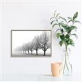 Picture of Lined Up Trees _GroupedProduct_Rectangle_Landscape_Photography _GroupedProduct_Rectangle_Landscape_Canvas_Framed_