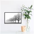 Picture of Lined Up Trees _GroupedProduct_Rectangle_Landscape_Photography _GroupedProduct_Rectangle_Landscape_Canvas_Framed_