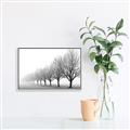 Picture of Lined Up Trees _GroupedProduct_Rectangle_Landscape_Photography _GroupedProduct_Rectangle_Landscape_Canvas_Framed_