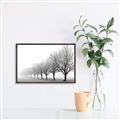 Picture of Lined Up Trees _GroupedProduct_Rectangle_Landscape_Photography _GroupedProduct_Rectangle_Landscape_Canvas_Framed_