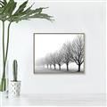 Picture of Lined Up Trees _GroupedProduct_Rectangle_Landscape_Photography _GroupedProduct_Rectangle_Landscape_Canvas_Framed_
