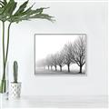 Picture of Lined Up Trees _GroupedProduct_Rectangle_Landscape_Photography _GroupedProduct_Rectangle_Landscape_Canvas_Framed_