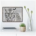 Picture of Big Tiger _GroupedProduct_Rectangle_Landscape_Photography _GroupedProduct_Rectangle_Landscape_Canvas_Framed_