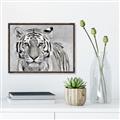 Picture of Big Tiger _GroupedProduct_Rectangle_Landscape_Photography _GroupedProduct_Rectangle_Landscape_Canvas_Framed_