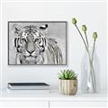 Picture of Big Tiger _GroupedProduct_Rectangle_Landscape_Photography _GroupedProduct_Rectangle_Landscape_Canvas_Framed_