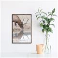 Picture of Elk in the Wild _GroupedProduct_Rectangle_Portrait_Photography _GroupedProduct_Rectangle_Portrait_Canvas_Framed_