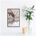 Picture of Elk in the Wild _GroupedProduct_Rectangle_Portrait_Photography _GroupedProduct_Rectangle_Portrait_Canvas_Framed_
