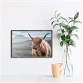 Picture of Furry highland cow _GroupedProduct_Rectangle_Landscape_Photography _GroupedProduct_Rectangle_Landscape_Canvas_Framed_