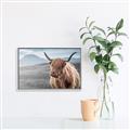 Picture of Furry highland cow _GroupedProduct_Rectangle_Landscape_Photography _GroupedProduct_Rectangle_Landscape_Canvas_Framed_