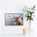 Picture of Furry highland cow _GroupedProduct_Rectangle_Landscape_Photography _GroupedProduct_Rectangle_Landscape_Canvas_Framed_