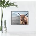 Picture of Furry highland cow _GroupedProduct_Rectangle_Landscape_Photography _GroupedProduct_Rectangle_Landscape_Canvas_Framed_