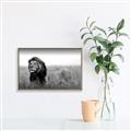 Picture of The Lion King _GroupedProduct_Rectangle_Landscape_Photography _GroupedProduct_Rectangle_Landscape_Canvas_Framed_