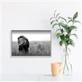Picture of The Lion King _GroupedProduct_Rectangle_Landscape_Photography _GroupedProduct_Rectangle_Landscape_Canvas_Framed_