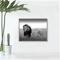 Picture of The Lion King _GroupedProduct_Rectangle_Landscape_Photography _GroupedProduct_Rectangle_Landscape_Canvas_Framed_