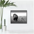 Picture of The Lion King _GroupedProduct_Rectangle_Landscape_Photography _GroupedProduct_Rectangle_Landscape_Canvas_Framed_