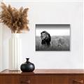 Picture of The Lion King _GroupedProduct_Rectangle_Landscape_Photography _GroupedProduct_Rectangle_Landscape_Canvas_Framed_
