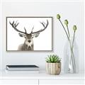 Picture of Deer Antler _GroupedProduct_Rectangle_Landscape_Photography _GroupedProduct_Rectangle_Landscape_Canvas_Framed_
