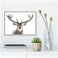 Picture of Deer Antler _GroupedProduct_Rectangle_Landscape_Photography _GroupedProduct_Rectangle_Landscape_Canvas_Framed_
