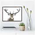 Picture of Deer Antler _GroupedProduct_Rectangle_Landscape_Photography _GroupedProduct_Rectangle_Landscape_Canvas_Framed_