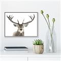 Picture of Deer Antler _GroupedProduct_Rectangle_Landscape_Photography _GroupedProduct_Rectangle_Landscape_Canvas_Framed_