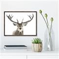Picture of Deer Antler _GroupedProduct_Rectangle_Landscape_Photography _GroupedProduct_Rectangle_Landscape_Canvas_Framed_