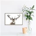 Picture of Deer Antler _GroupedProduct_Rectangle_Landscape_Photography _GroupedProduct_Rectangle_Landscape_Canvas_Framed_
