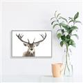Picture of Deer Antler _GroupedProduct_Rectangle_Landscape_Photography _GroupedProduct_Rectangle_Landscape_Canvas_Framed_