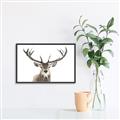 Picture of Deer Antler _GroupedProduct_Rectangle_Landscape_Photography _GroupedProduct_Rectangle_Landscape_Canvas_Framed_