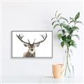 Picture of Deer Antler _GroupedProduct_Rectangle_Landscape_Photography _GroupedProduct_Rectangle_Landscape_Canvas_Framed_