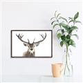 Picture of Deer Antler _GroupedProduct_Rectangle_Landscape_Photography _GroupedProduct_Rectangle_Landscape_Canvas_Framed_