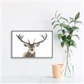 Picture of Deer Antler _GroupedProduct_Rectangle_Landscape_Photography _GroupedProduct_Rectangle_Landscape_Canvas_Framed_