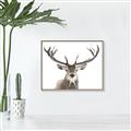 Picture of Deer Antler _GroupedProduct_Rectangle_Landscape_Photography _GroupedProduct_Rectangle_Landscape_Canvas_Framed_