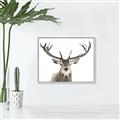 Picture of Deer Antler _GroupedProduct_Rectangle_Landscape_Photography _GroupedProduct_Rectangle_Landscape_Canvas_Framed_