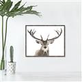 Picture of Deer Antler _GroupedProduct_Rectangle_Landscape_Photography _GroupedProduct_Rectangle_Landscape_Canvas_Framed_